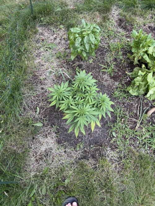 2026 | Glookies | Mystery Seed. Week 7 - Seedsman Mystery Seed