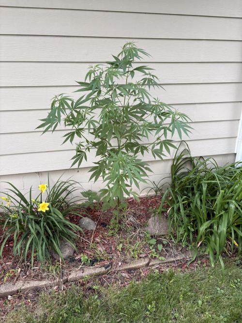 2026 | Glookies | Mystery Seed. Week 7 - G15 mystery seed
