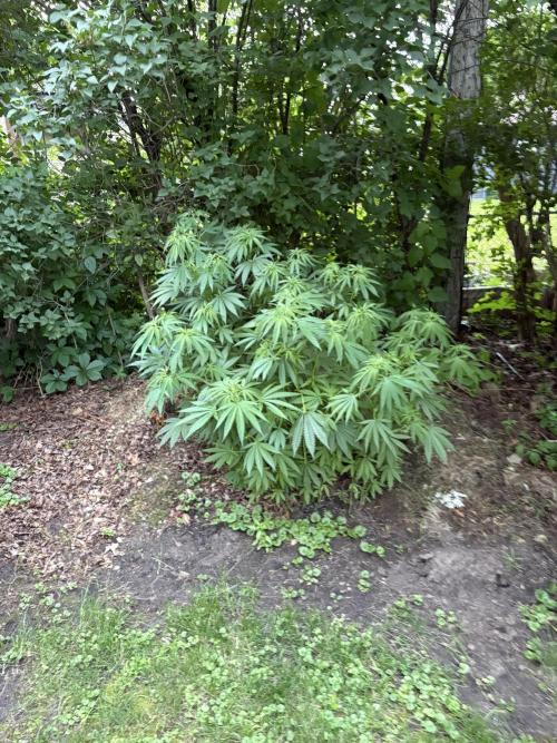 2026 | Glookies | Mystery Seed. Week 7 - G15 mystery seeds
Compost pile