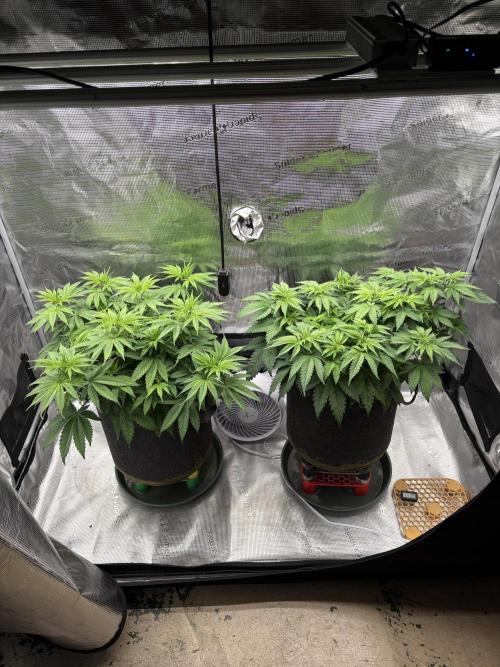 2026 | Glookies | Mystery Seed. Week 7
