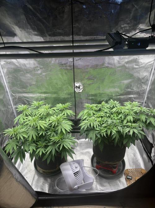 2026 | Glookies | Mystery Seed. Week 8