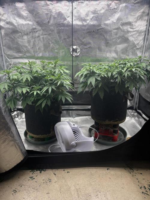 2026 | Glookies | Mystery Seed. Week 8
