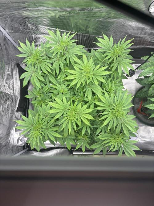 2026 | Glookies | Mystery Seed. Week 8