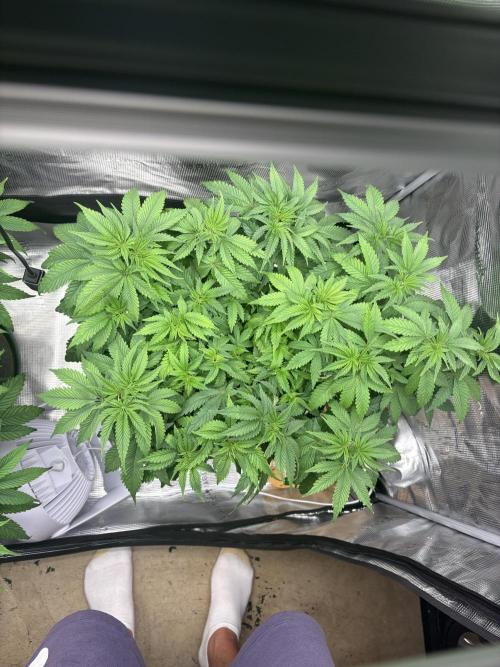 2026 | Glookies | Mystery Seed. Week 8