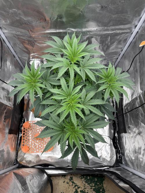 2026 | Guzzlerz. Week 6