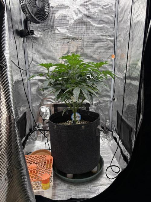 Guzzlerz. Week 6