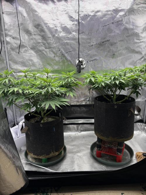 2026 | Glookies | Mystery Seed. Week 8