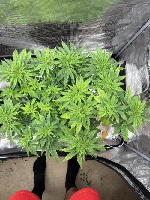 2026 | Glookies | Mystery Seed. Week 8
