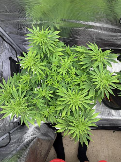 2026 | Glookies | Mystery Seed. Week 8