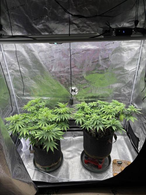2026 | Glookies | Mystery Seed. Week 8