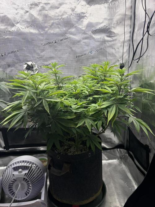 2026 | Glookies | Mystery Seed. Week 9