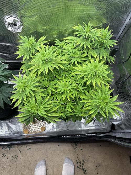 2026 | Glookies | Mystery Seed. Week 9