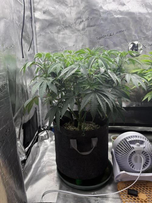 Guzzlerz. Week 7