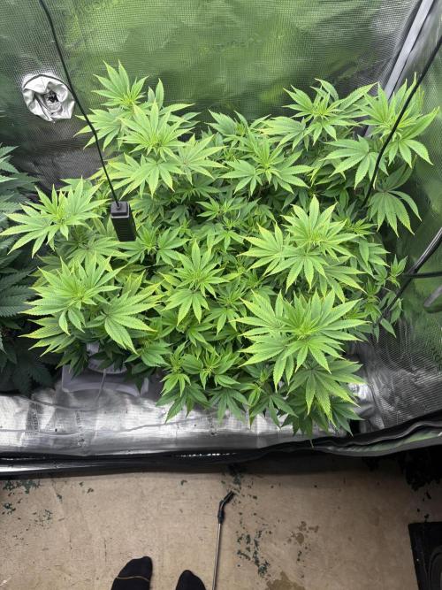 2026 | Glookies | Mystery Seed. Week 10 - Glookies
