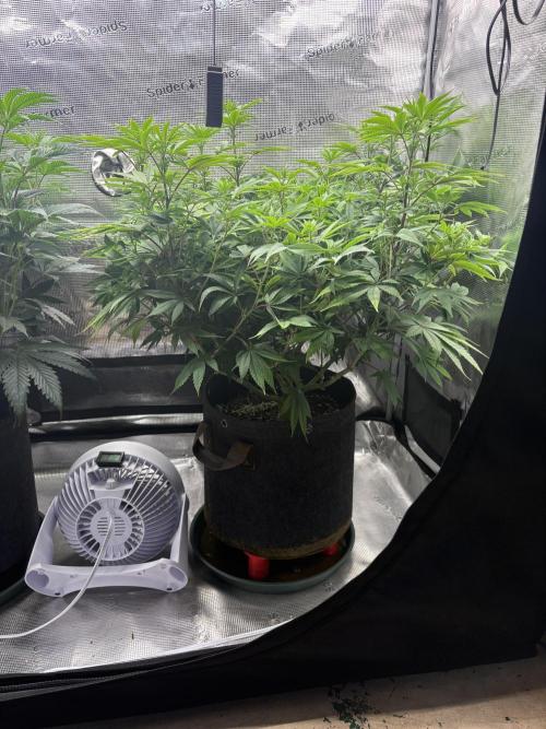 2026 | Glookies | Mystery Seed. Week 10 - Glookies