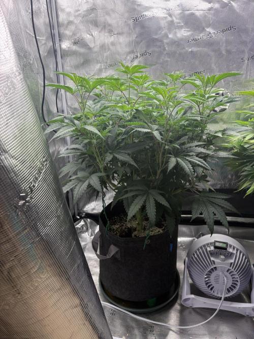 2026 | Guzzlerz. Week 8