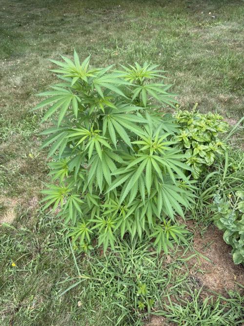 2026 | Glookies | Mystery Seed. Week 10 - Seedsman Mystery Seed