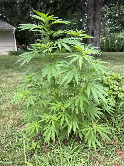 2026 | Glookies | Mystery Seed. Week 10 - Seedsman Mystery Seed