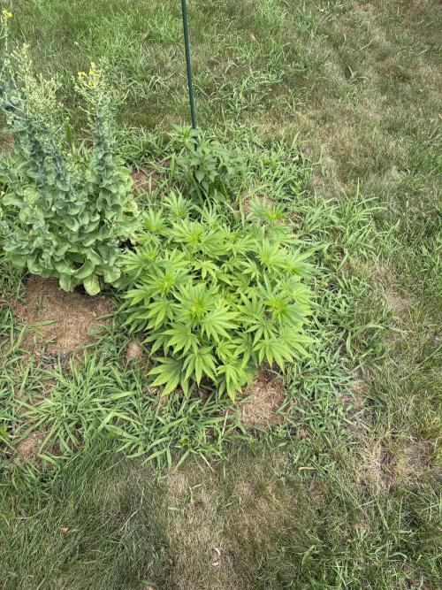 2026 | Glookies | Mystery Seed. Week 10 - Glookies