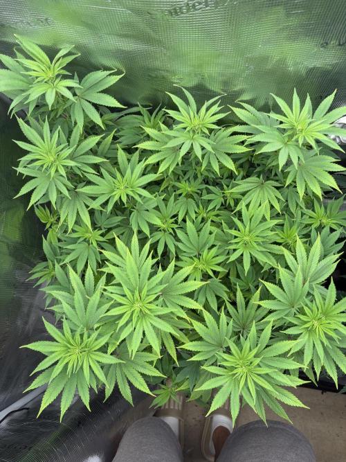 2026 | Glookies | Mystery Seed. Week 11