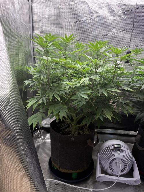 2026 | Glookies | Mystery Seed. Week 11