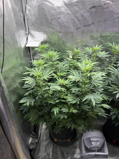 2026 | Glookies | Mystery Seed. Week 12