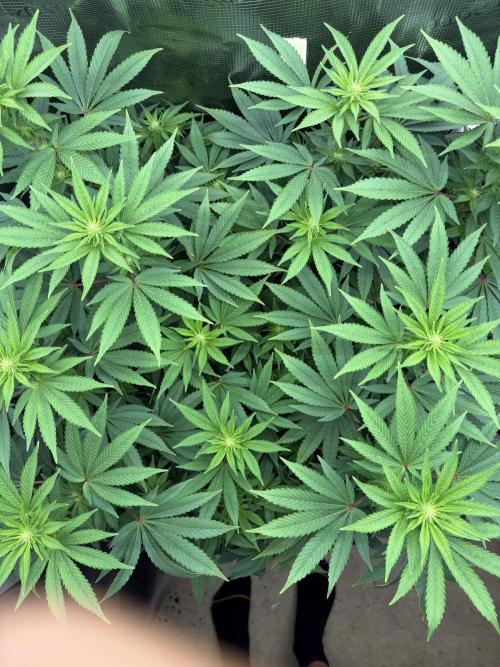 2026 | Glookies | Mystery Seed. Week 12