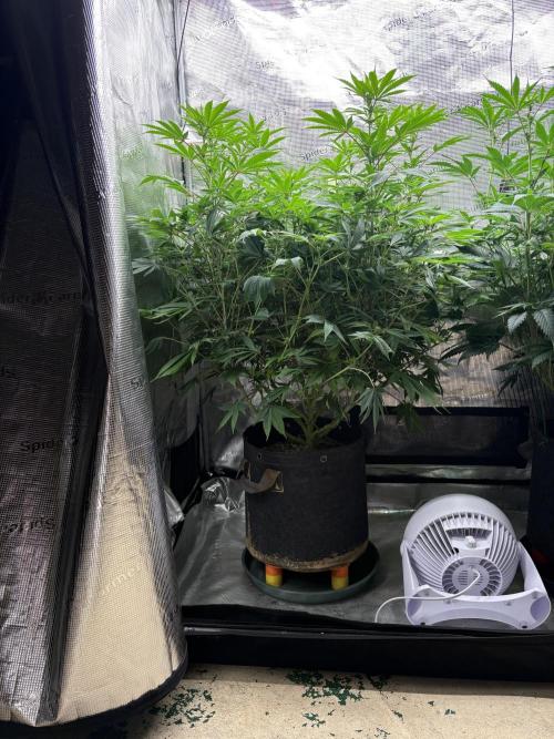 2026 | Glookies | Mystery Seed. Week 12