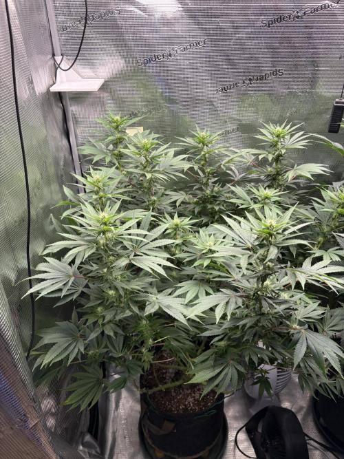 2026 | Glookies | Mystery Seed. Week 13