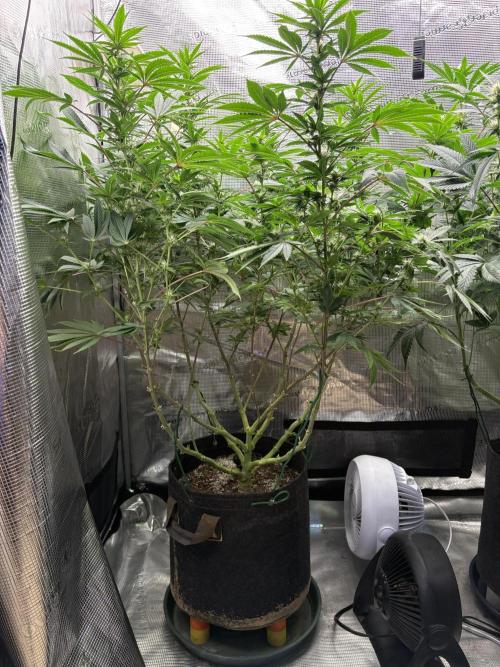 2026 | Glookies | Mystery Seed. Week 13