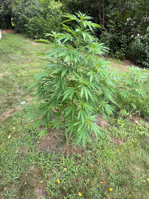2026 | Glookies | Mystery Seed. Week 13 - ?? Seed