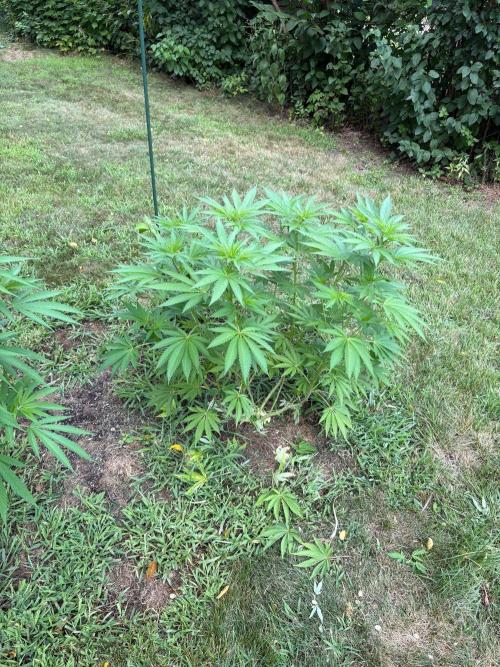 2026 | Glookies | Mystery Seed. Week 13 - Glookies