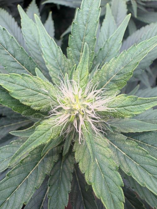 2026 | Glookies | Mystery Seed. Week 14 - Glookies