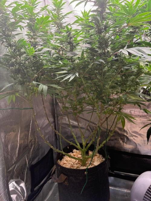 2026 | Glookies | Mystery Seed. Week 14 - Glookies