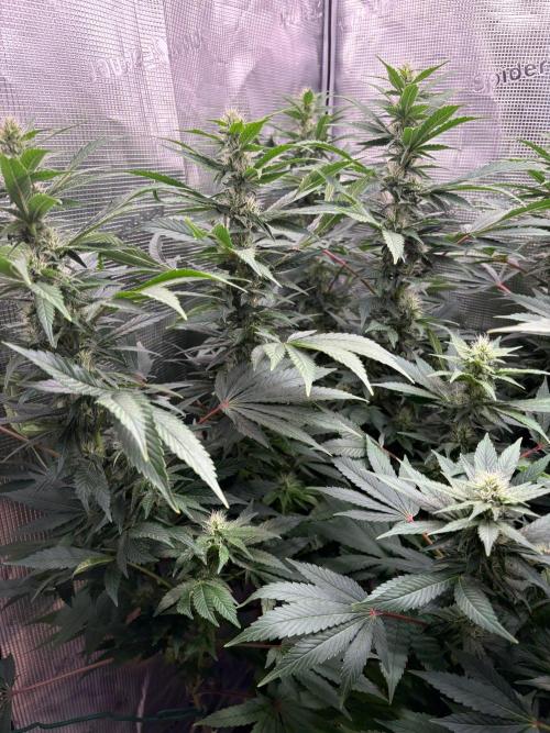 2026 | Glookies | Mystery Seed. Week 14 - Glookies