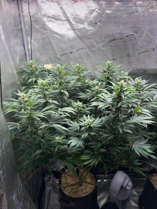 2026 | Glookies | Mystery Seed. Week 14 - Glookies