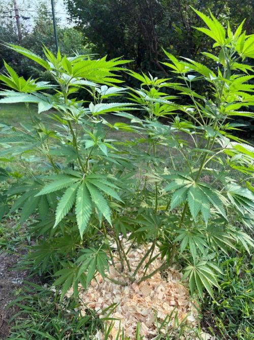 2026 | Glookies | Mystery Seed. Week 14 - Glookies