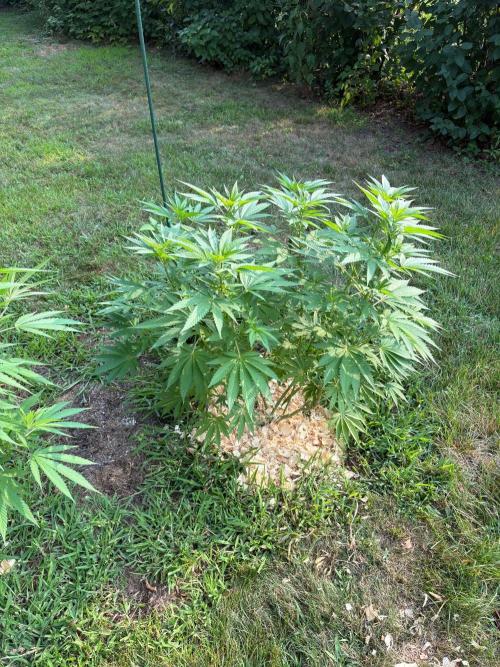 2026 | Glookies | Mystery Seed. Week 14 - Glookies