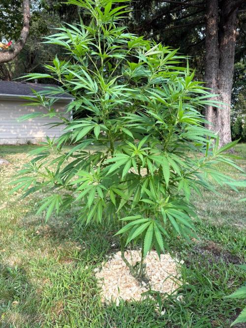 2026 | Glookies | Mystery Seed. Week 14 - ?? Seed