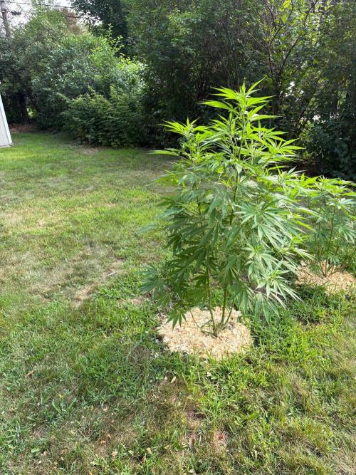 2026 | Glookies | Mystery Seed. Week 14 - ?? Seed