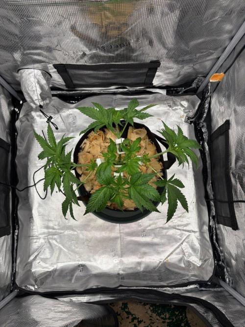 HEKA. Week 5