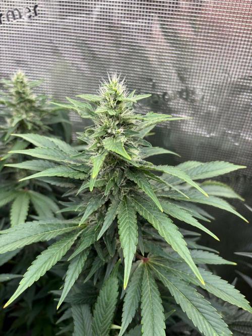 2026 | Glookies | Mystery Seed. Week 15