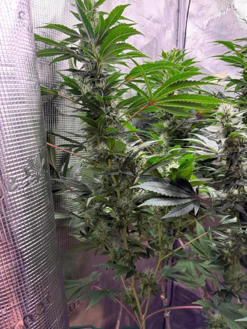 2026 | Glookies | Mystery Seed. Week 15