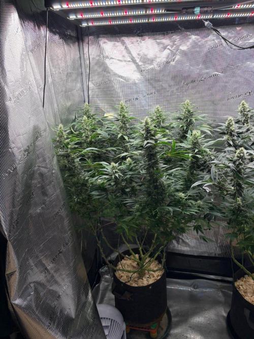 2026 | Glookies | Mystery Seed. Week 15