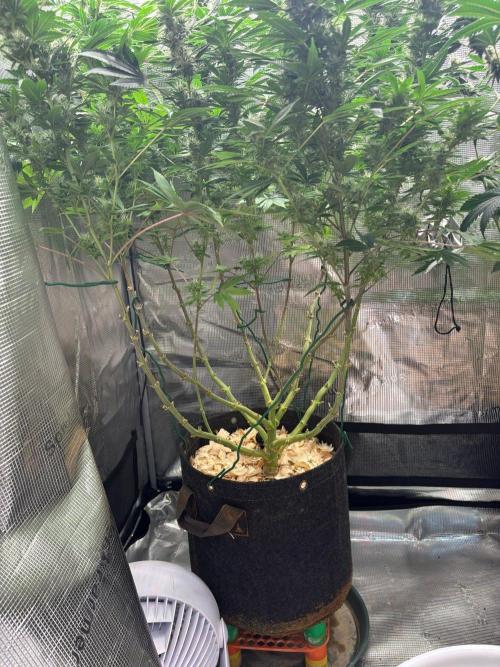 2026 | Glookies | Mystery Seed. Week 15