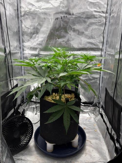 2026 | HEKA. Week 7