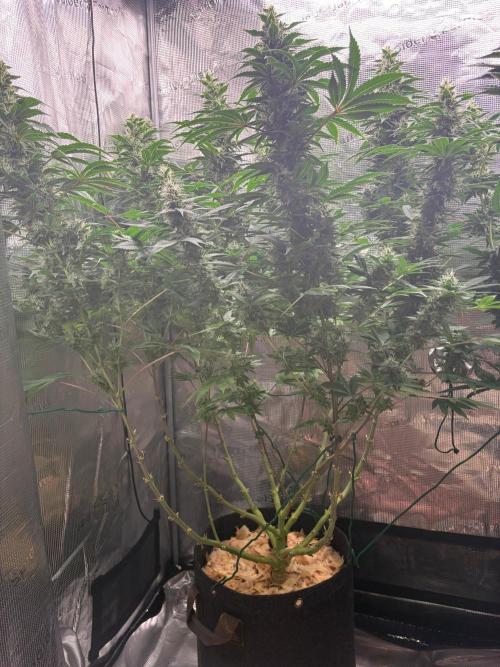 2026 | Glookies | Mystery Seed. Week 16