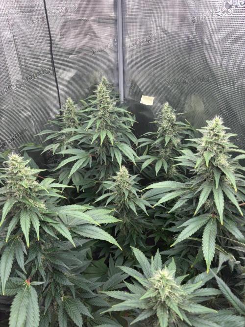 2026 | Glookies | Mystery Seed. Week 16