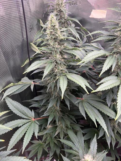 2026 | Glookies | Mystery Seed. Week 16