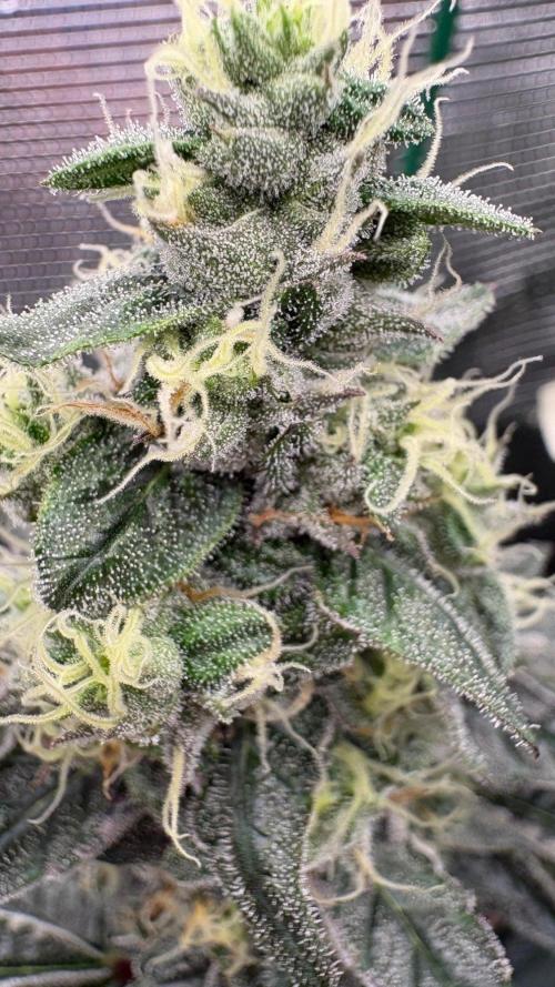 Guzzlerz. Week 14